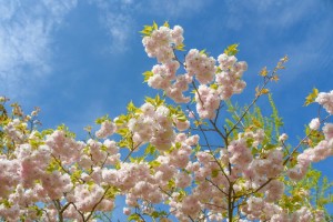 20180413-20180413ショウゲツ　松月　桜